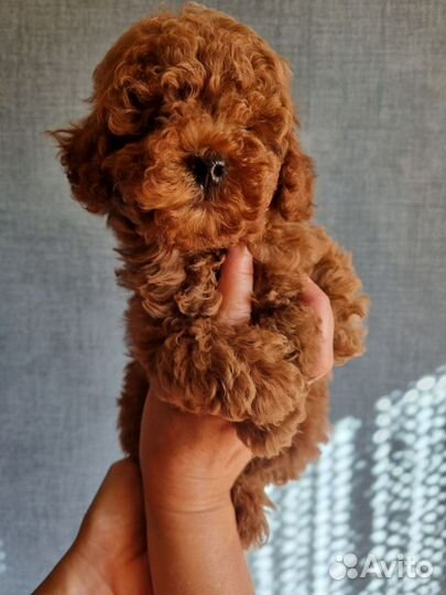 Щеночки мальтипу