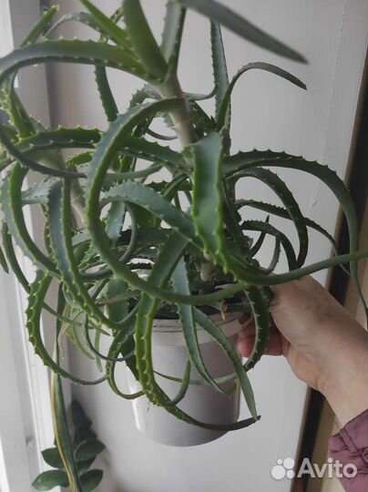 Алоэ-Каланхоэ