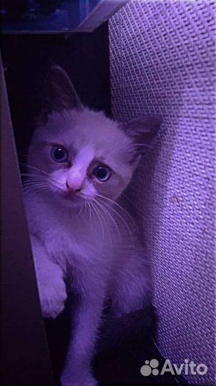 4 котёнка,1девочка белая,3мальчика черных