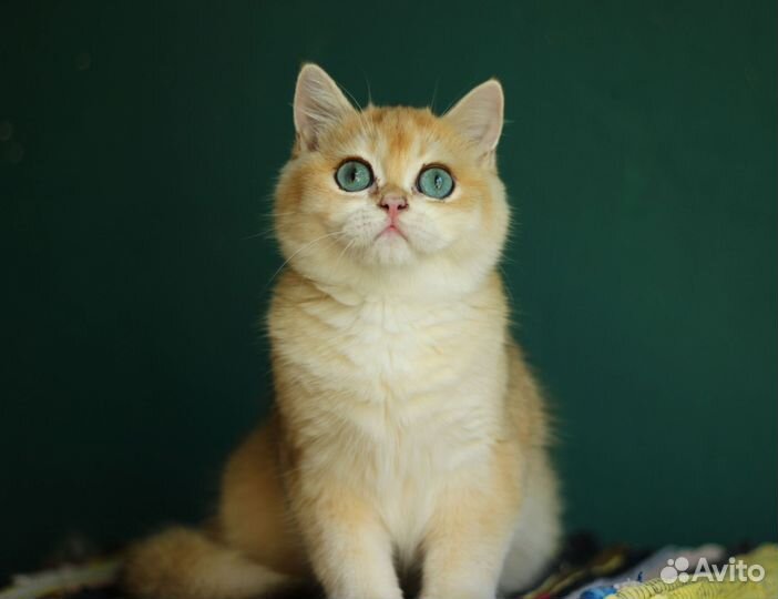 Синеглазый котик