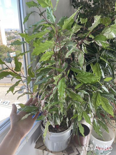 Китайская роза Гибискус