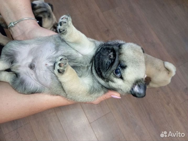 Щенки мопса