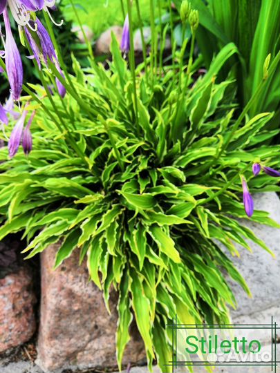 Хоста Стилетто