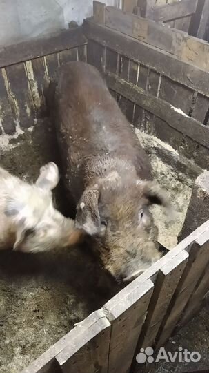 Хряк на племя дюрок