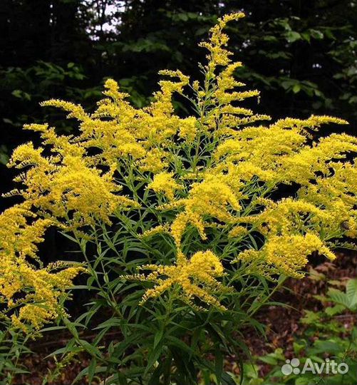 Золотарник