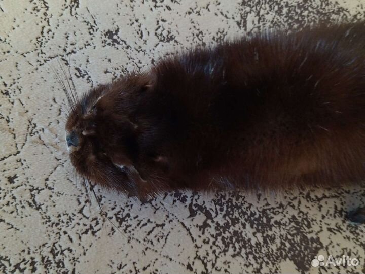 Шкурка норки