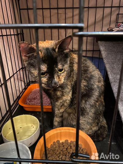 Кошка ищет дом бесплатно в дар