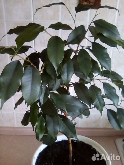 Фикус Бенджамина