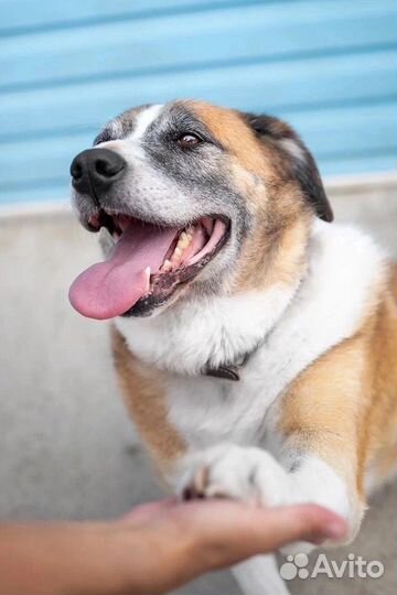 Собаки бесплатно, приют, готовы к отправке