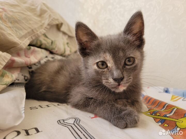 Серая кошка