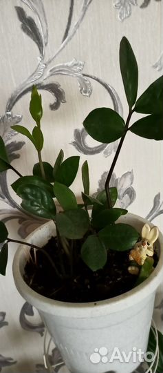 Замиокулькас(отводка)