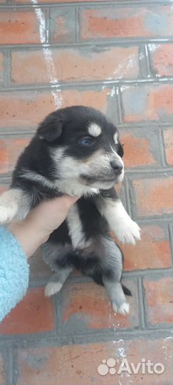 Щенки в добрые руки