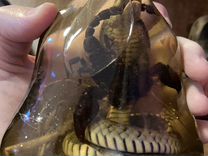 Бутылка стеклянная со змеёй и скорпионом
