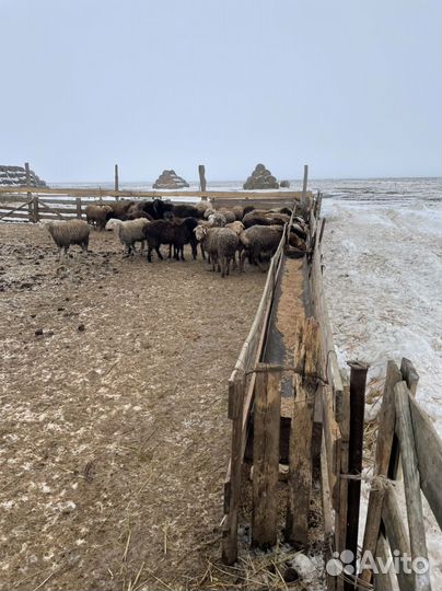 Продаю м р с