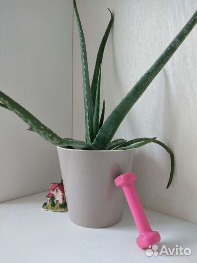 Алоэ большой, могу бесплатно отсадить отростки