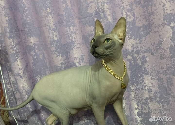 Ошейник украшение для собак и кошек