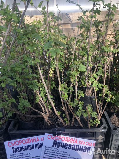 Красная смородина