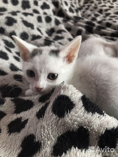 Домашние животные