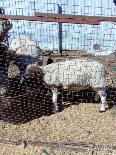 Овцы,бараны дорпер