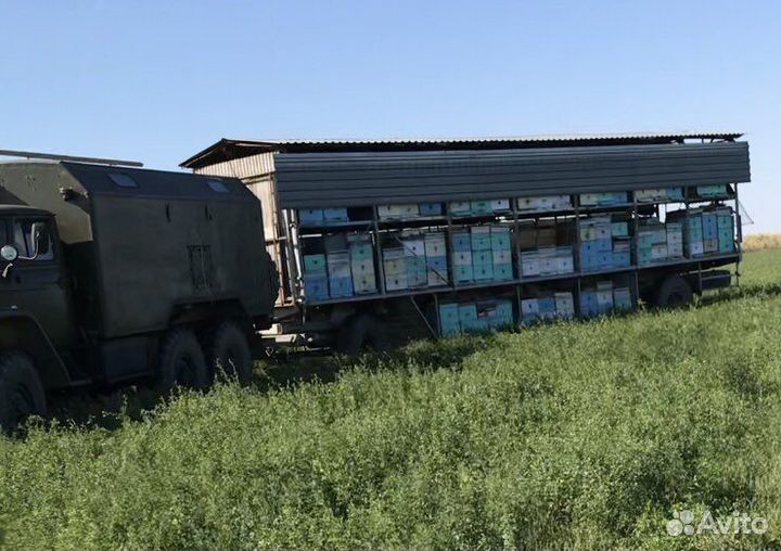 Пчелы пчелопакеты