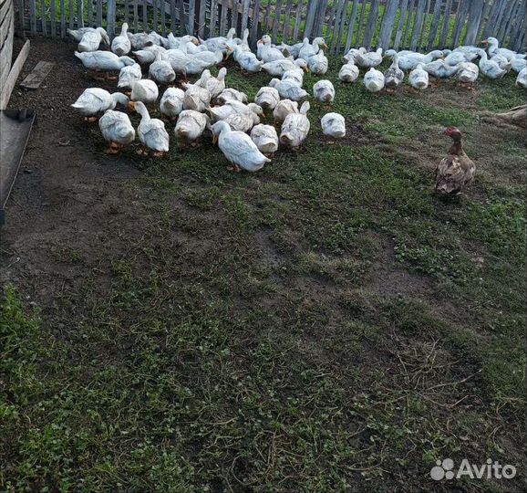 Утки чили вили