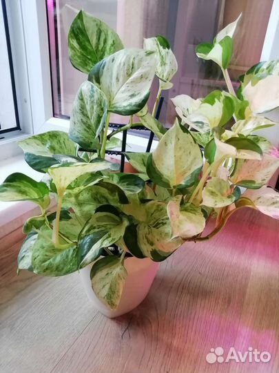 Филодендроны, сциндапсусы, эпипремнумы