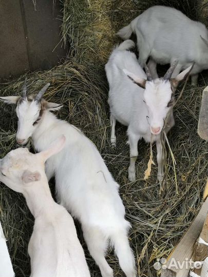 Сельское хозяйство