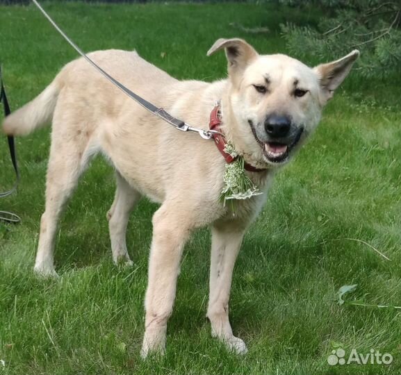 Гаечка 1,5 года грустит в приюте