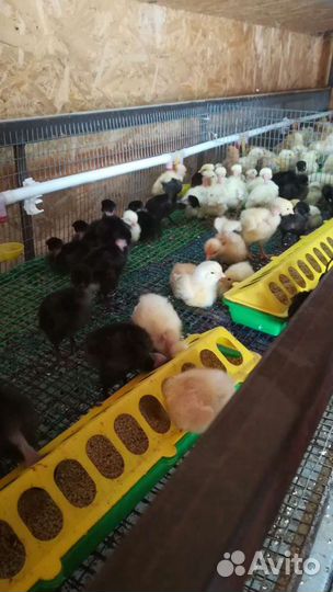 Цыплята, индюшка, утята, гусята