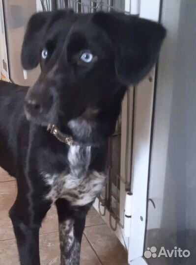 Красавица Герда очень ждёт свою семью