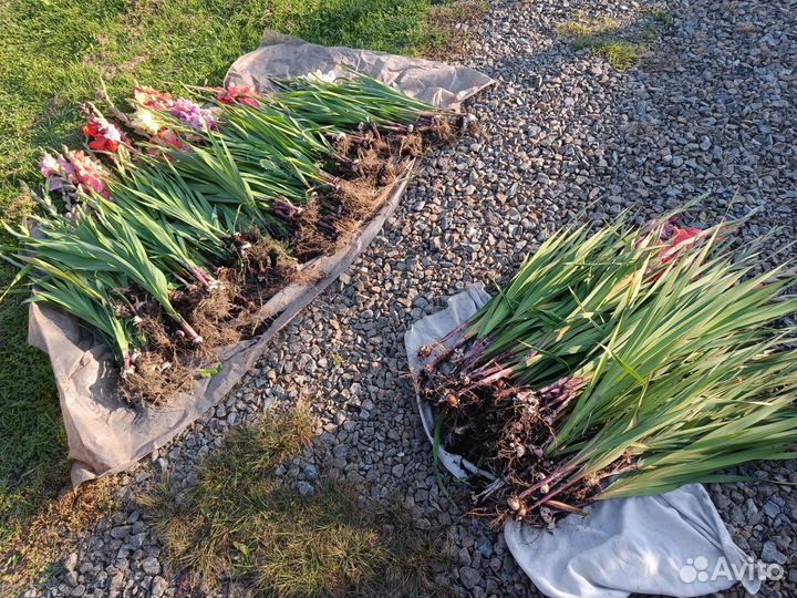 Гладиолусы