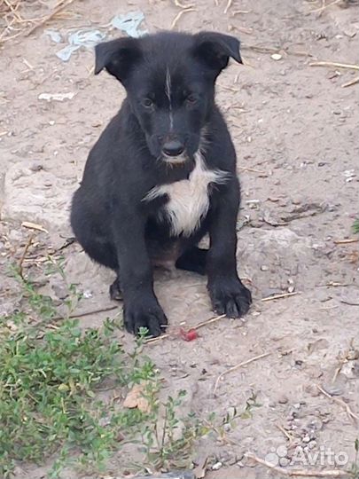 Собака в добрые руки отдам бесплатно