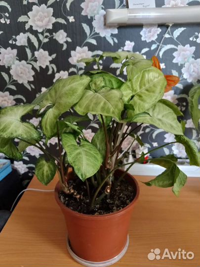 Комнатные растения