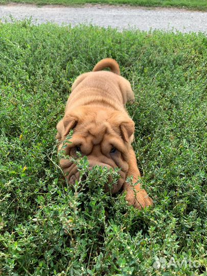 Щенки шарпей