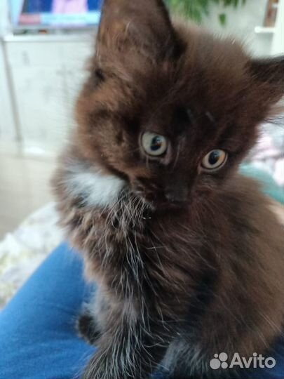 Котята в добрые руки бесплатно