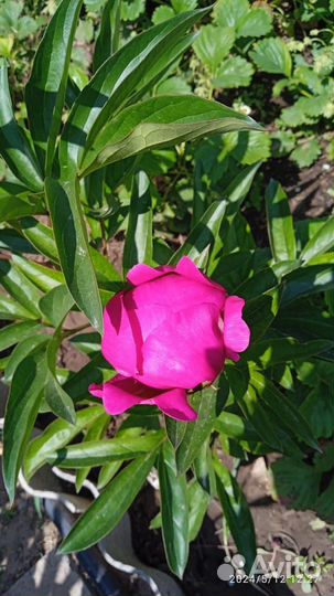 Пионы в бутонах на срез