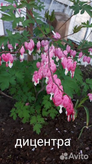 Многолетние цветы