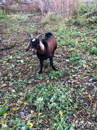 Альпийские козы