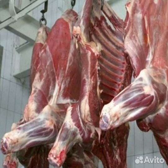 Продам мясо говядины