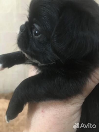 Щенки пти брабансона