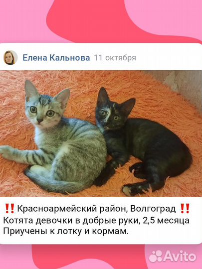 Котики и кошечки