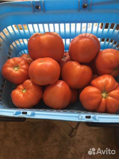 Помидоры