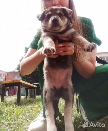 Щенки в добрые руки