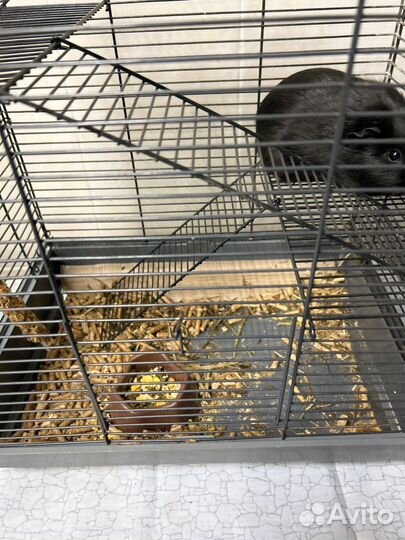 Морская свинка