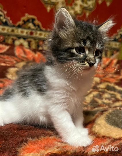 Котята мей кун