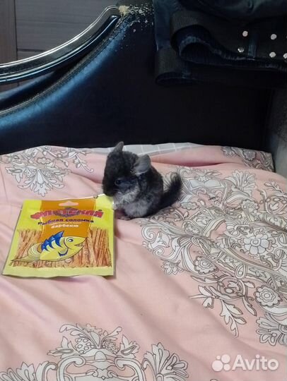 Шиншилы