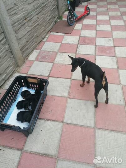 Щенки цвергпинчера 10000