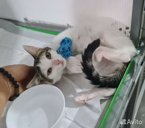 Котёнок девочка. Возраст 3,5 месяца