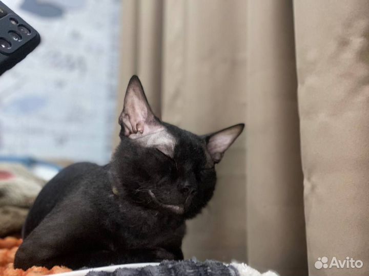 Домашние животные кошки