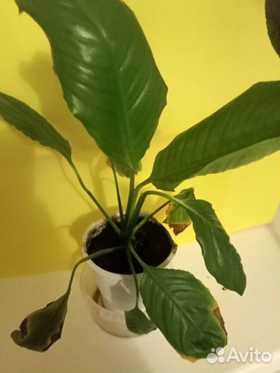 Специфилиум